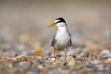 The little tern nesting on the Drava River