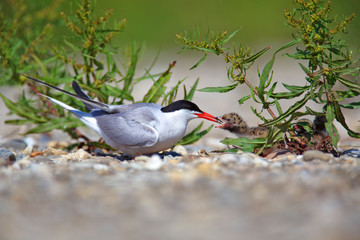 The common tern nest on the Drava River