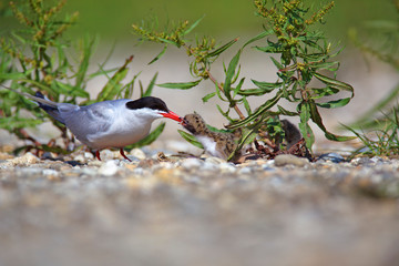 The common tern nest on the Drava River