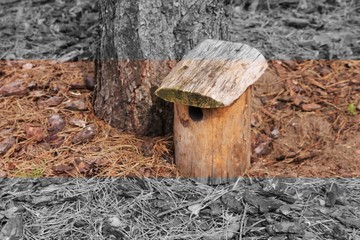 karmnik dla ptaków
