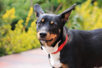 pies na łonie natury © novak98