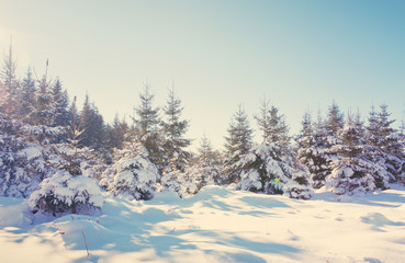 Winter landscape with snow covered fir trees.