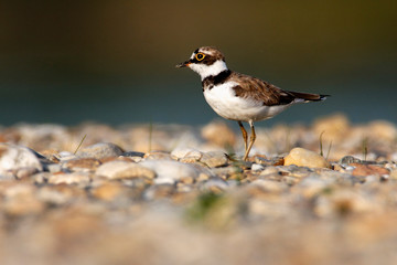 The little ringed plover on gravel bar from the Drava River