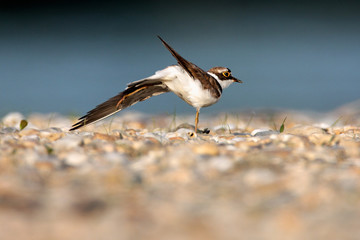 The little ringed plover on gravel bar from the Drava River