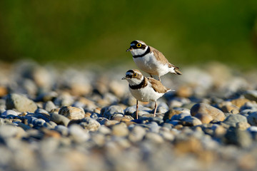 The mating of the little ringed plover on gravel bar from the Drava River
