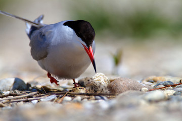 The common tern nest on the Drava River