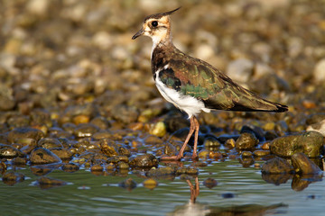 The northern lapwing (Vanellus vanellus) on the Drava River