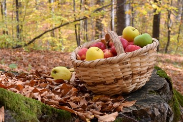 apples in a basket