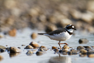 The little ringed plover on gravel bar from the Drava River