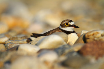 The female of the little ringed plover nesting on gravel bar, the Drava River