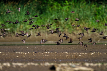 The common starling on Drava River