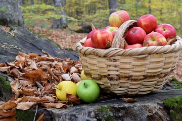 apples in basket on grass