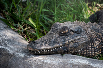 crocodile 