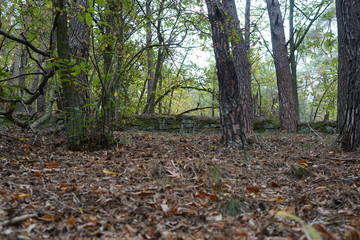 Historische Weinbergterrasse im Kastanienwald von St. Martin in der Pfalz