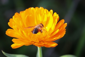 Wespe in der Blüte einer Ringelblume