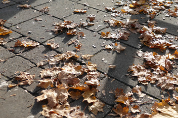Autumn pavement