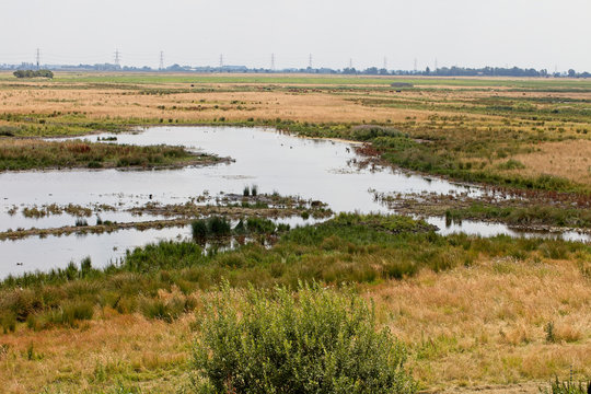 Wet Meadow Re-wilding At WWT Welney, Norfolk, England, UK.