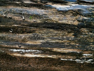 Vintage tree bark, great design for any purposes.