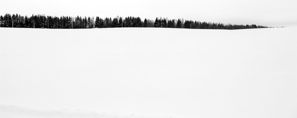 White fresh snow on the field and fir trees on the horizon. Winter background