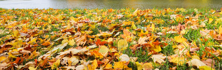 Fallen yellow leaves on green grass near a lake on a sunny day. Autumn background