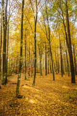 Autumn forest road landscape. Forest road in autumn season. Golden autumn view