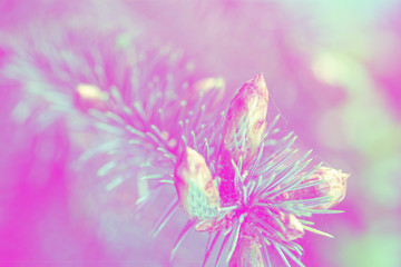 Obraz premium Pink and green coniferous background