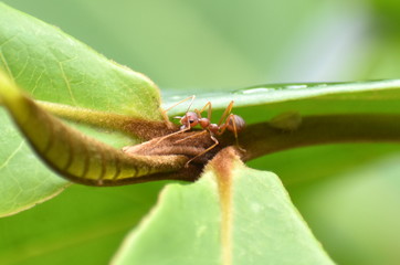 Red ant on a plant in a garden