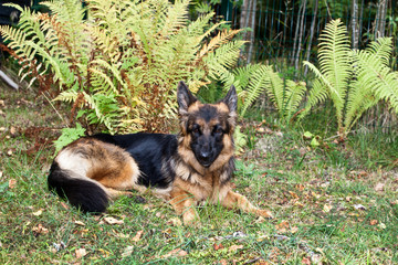 German Shepherd portrait lying on the grass in the garden against the fern bush