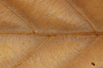 back side of dry oak leaf