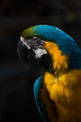 parrot