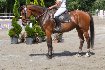 Obraz premium Man riding a bay horse at stop