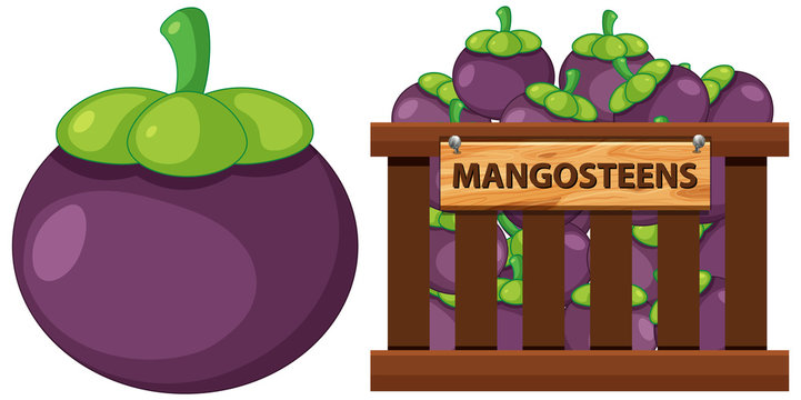 Mangosteen Cartoon Images – Browse 5,111 Stock Photos, Vectors, and Video |  Adobe Stock
