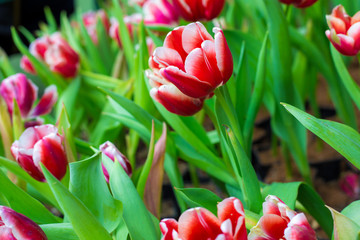 Fototapeta premium Colorful tulip flower botanic garden