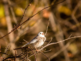 Leucistic Song Sparrow in fall foliage on bright morning