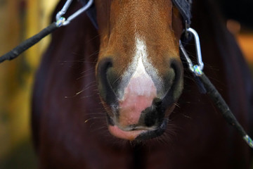 Red horse closeup. Horse stands in the aisle of the stable at the cross ties