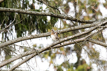 Turdus pilaris on the branches of a tree