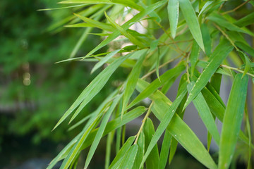 Beautiful green bamboo leaves in the garden 