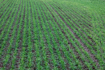 farm field with young shoots of wheat