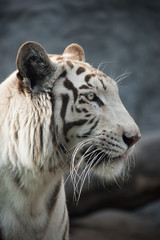 white tiger