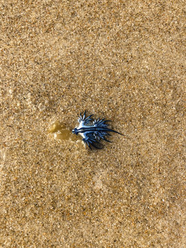 Blue dragon, also known as Blue Glaucus, sea slug washed up on Gold Coast beach, Australia.