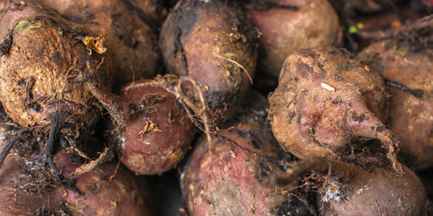 beet harvest beetroot (many fruits of beets that just dug from the ground) concept. food background. copy space. Top view &nbsp;