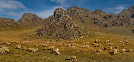 Russia. mountain Altai. A flock of sheep graze between the mountains located along the Chui tract.