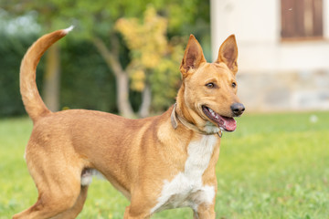 one year old Brown dog with White chest, ears and raised tail
