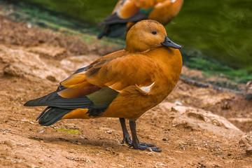 Brown duck at the edge of a pond.