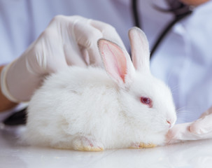 Vet doctor examining rabbit in pet hospital