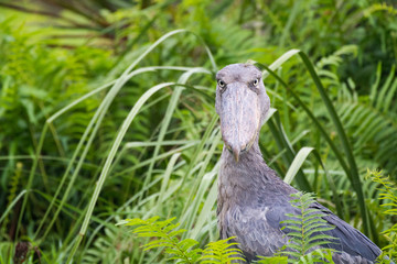 Prehistoric-looking Shoebill Stork in the Mabamba Swamps of Lake Victoria at Entebbe, Uganda, Africa.