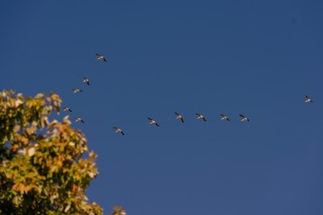 Pelican migration 