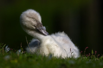 Dreamy Cygnet