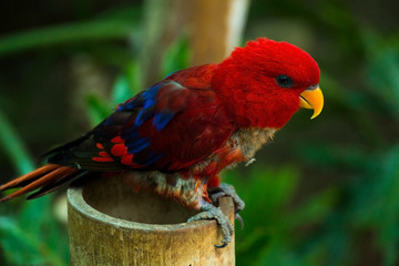 beautiful Black-capped lory parrot on tree branch, close view 