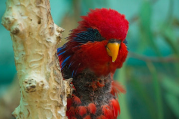 beautiful Black-capped lory parrot on tree branch, close view 